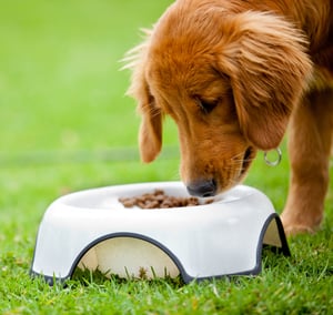 Cute dog at the park eating his food
